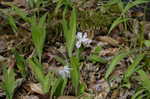 Dwarf crested iris